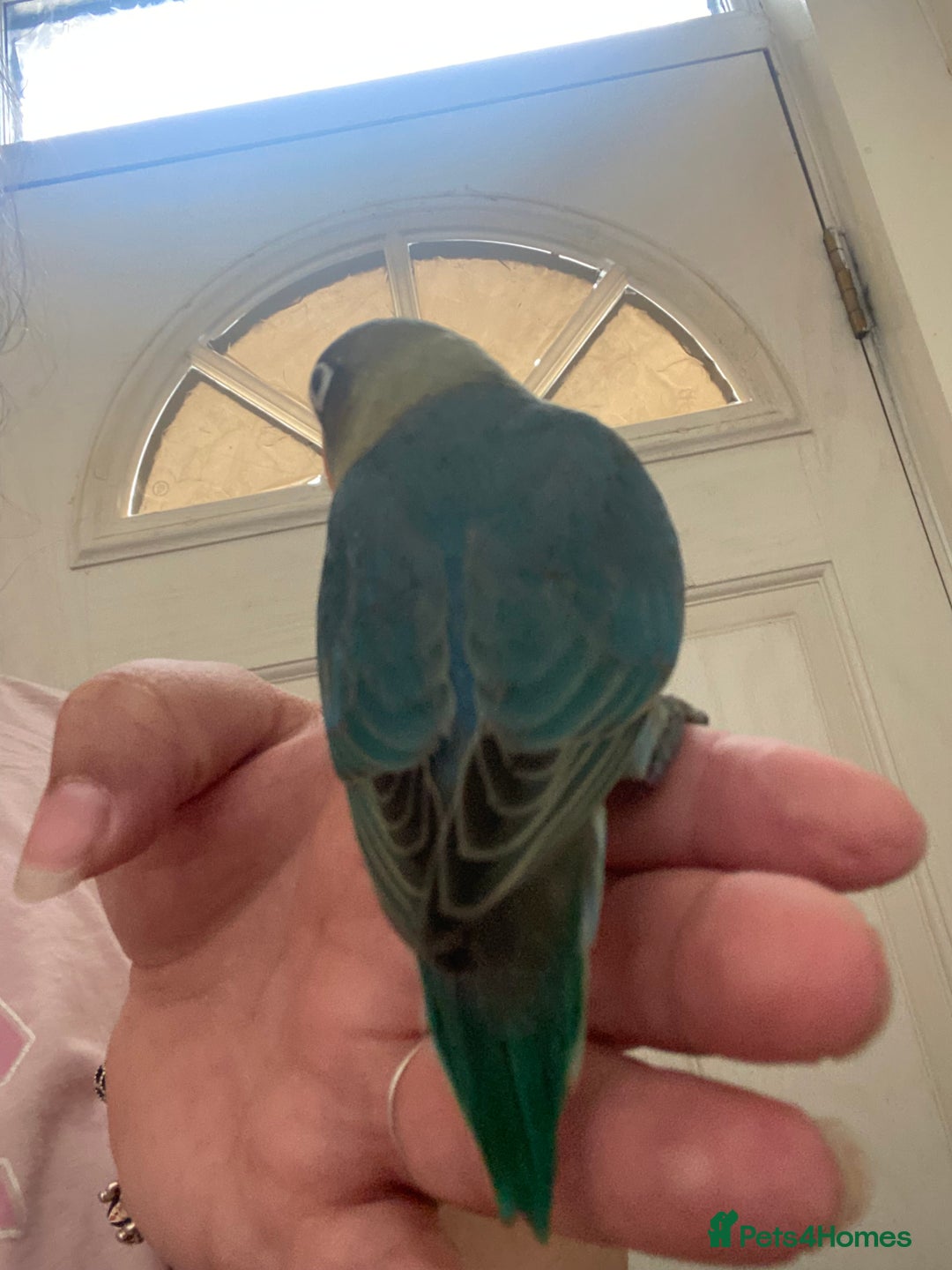 Lovebirds birds for sale: 4 year old female and 6 week old baby  - Image 6