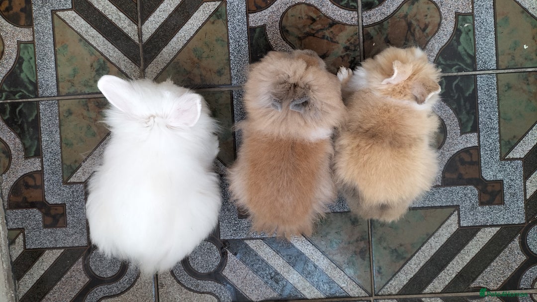 Lionhead rabbits for sale: Fluffy Pure Lionhead Baby Bunnies - Rare colours - Image 8