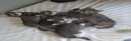 Siberian cats for sale: X4 fluffy Siberian x tabby kittens  in Romford - Advert 1