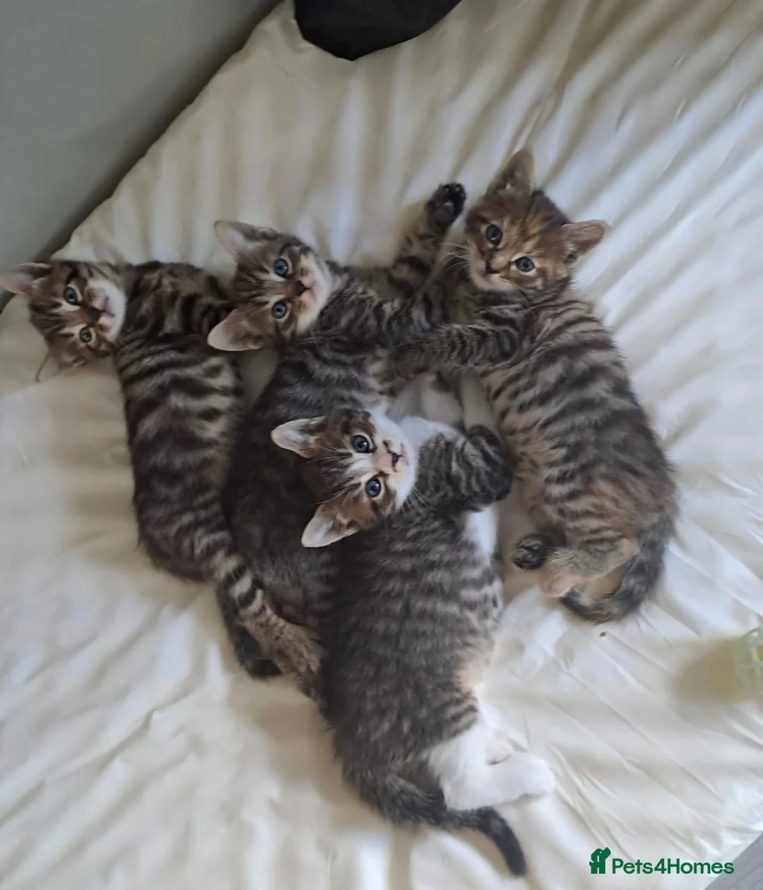 Siberian cats for sale: X4 fluffy Siberian x tabby kittens  in Romford - Advert 1