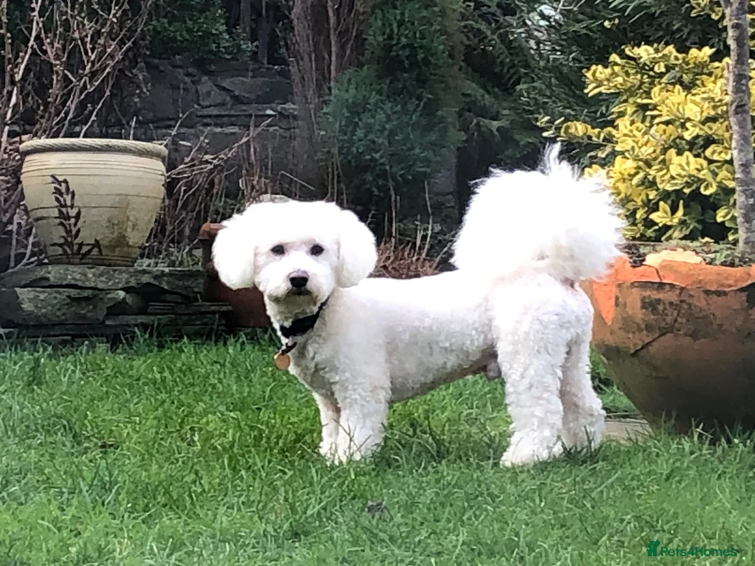 Bichon Frise dogs for stud: Pure Bichon Friese in Bargoed - Advert 1