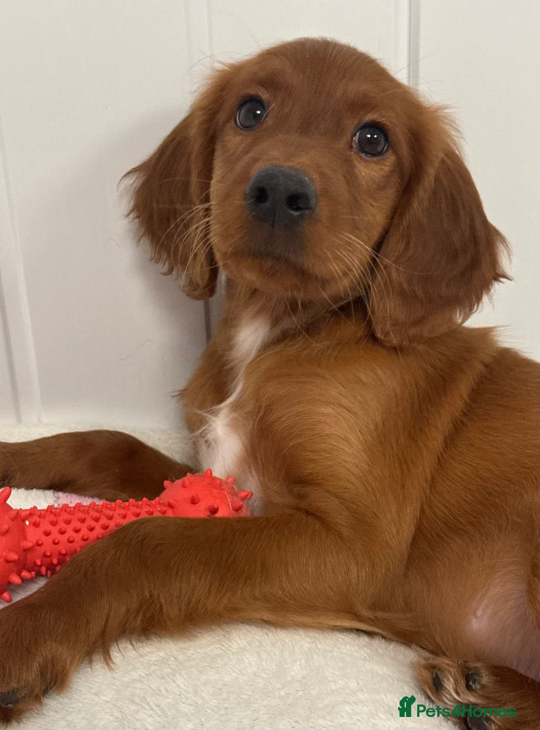 Cockapoo dogs for sale: F1b Cockapoo puppies - Advert 5