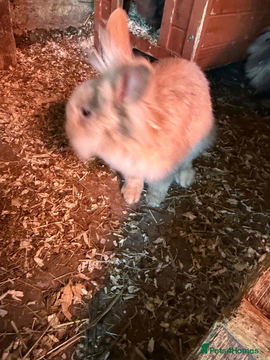 Mixed Breed rabbits for sale: Rabbits  - Advert 7