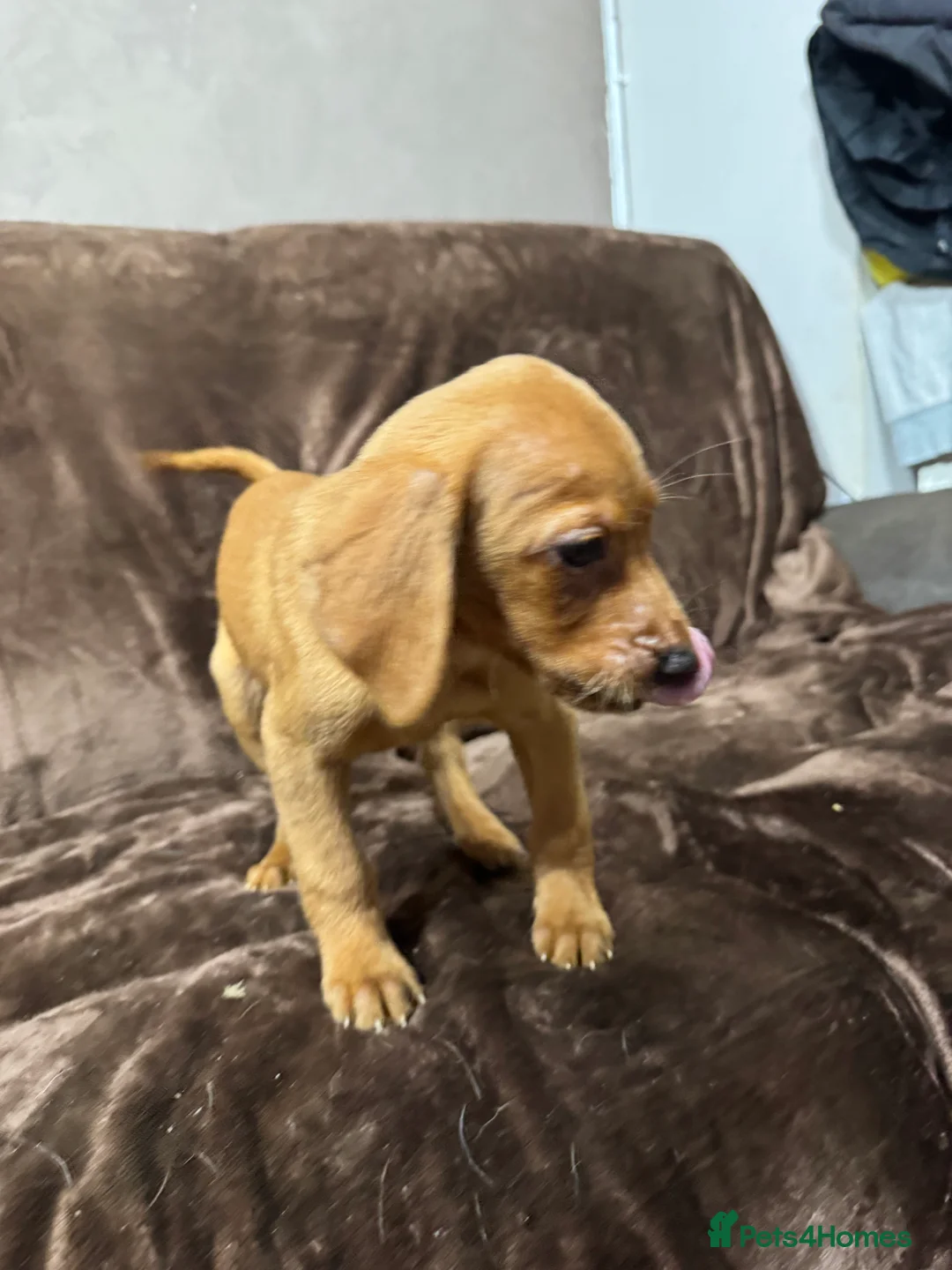 Labrador Retriever dogs for sale: Fox Red Labrador puppies  - Advert 9