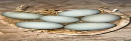 Chickens poultry for sale: Hatching Indian Runner Duck Eggs - Advert 1