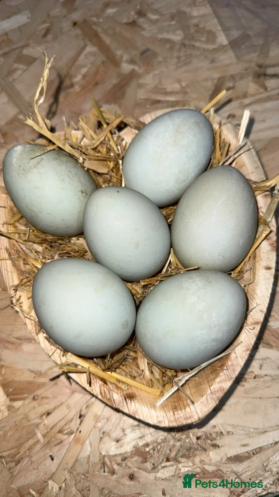 Chickens poultry for sale: Hatching Indian Runner Duck Eggs - Advert 1