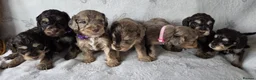 Cockapoo dogs for sale: Miniature cockapoo puppies chocolate an tan Merle  - Advert 10