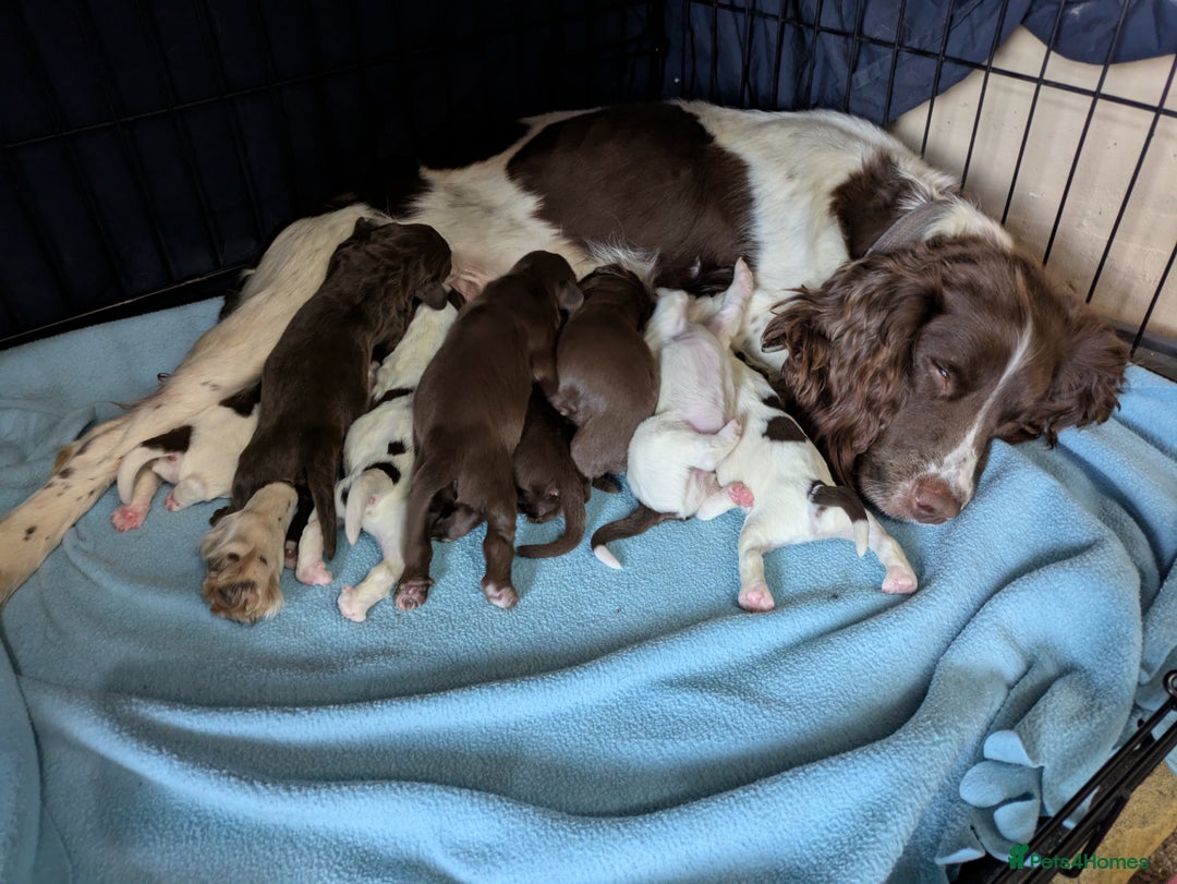 Sprocker dogs for sale: 🐶✨ F2 Sprocker Puppies – Growing Beautifully! ✨🐶 - Image 3