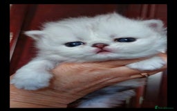 Persian cats for sale: Italian Persian chinchilla kittens♥️🐾 - Image 19