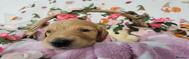 Golden Retriever Puppy 5