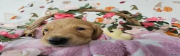 Golden Retriever dogs for sale: Delightful KC registered golden retriever puppies - Advert 5
