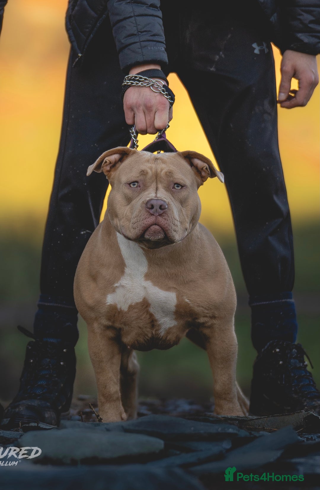 American Bully dogs for sale: American bullys (pocket/standard)  - Advert 2