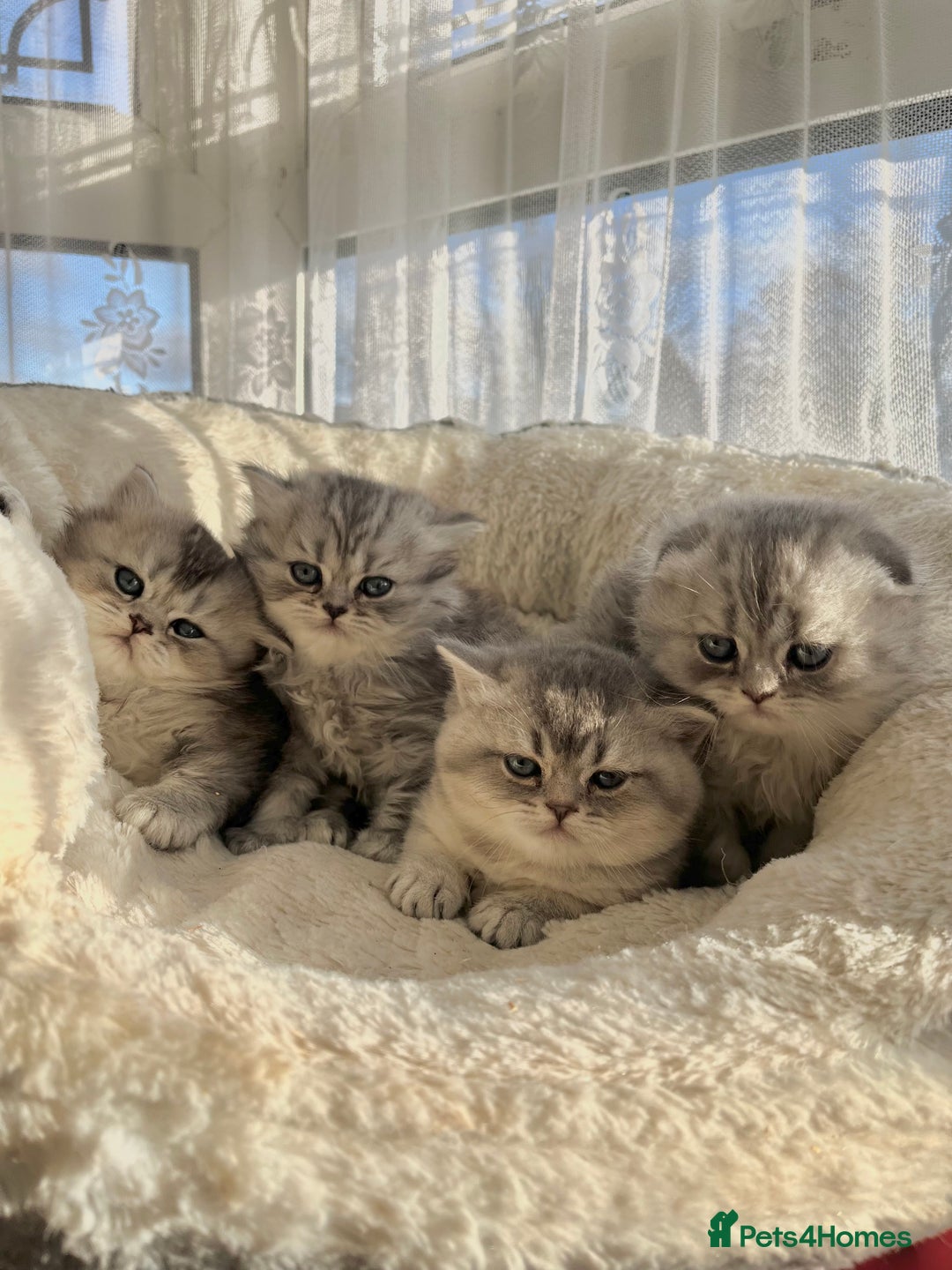 Scottish Fold cats for sale: Adorable Scottish Fold Kittens  - Advert 5