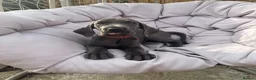 Great Dane dogs for sale: Gorgeous blue KC Great Danes.Ready now! - Advert 5