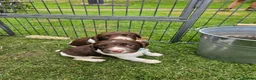 English Springer Spaniel dogs for sale: KC registered liver and white Springer spaniels in Kidderminster - Advert 4