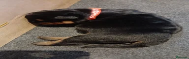 Rottweiler 1