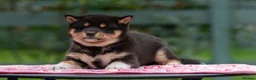 Japanese Shiba Inu dogs for sale: Elite Japanese Shiba Inu puppies, pure excellence - Advert 2