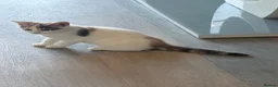 British Shorthair cats for sale: Two kittens for sale  - Advert 19