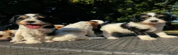 Cavapoo dogs for sale: Cavapoo’s extensively health tested rare colours  - Advert 15