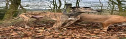 Lurcher dogs for sale: Bull grey collie saluki grey lurcher in Dumfries - Advert 5