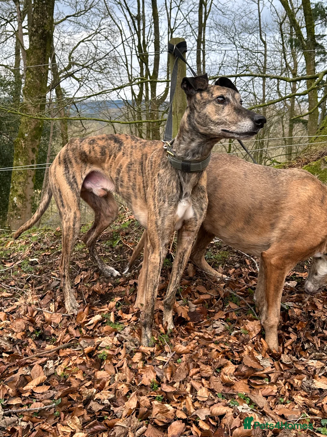 Lurcher dogs for sale: Bull grey collie saluki grey lurcher in Dumfries - Advert 5