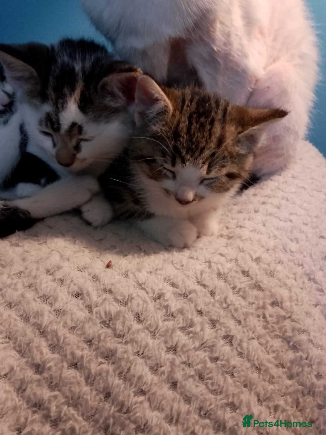 Mixed Breed cats for sale: Beautiful kittens  - Advert 22