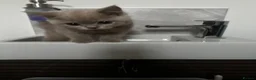 British Shorthair cats for sale: Last 2 girls available  - Advert 8