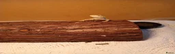 Bearded Dragon reptiles for sale: Beautiful baby  - Advert 9