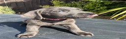 Labrador Retriever dogs for sale: ghost’s beautiful dozen - Advert 19