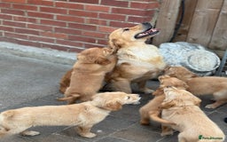 Golden Retriever dogs for sale: KC Registered Golden Retrievers puppies. - Image 11