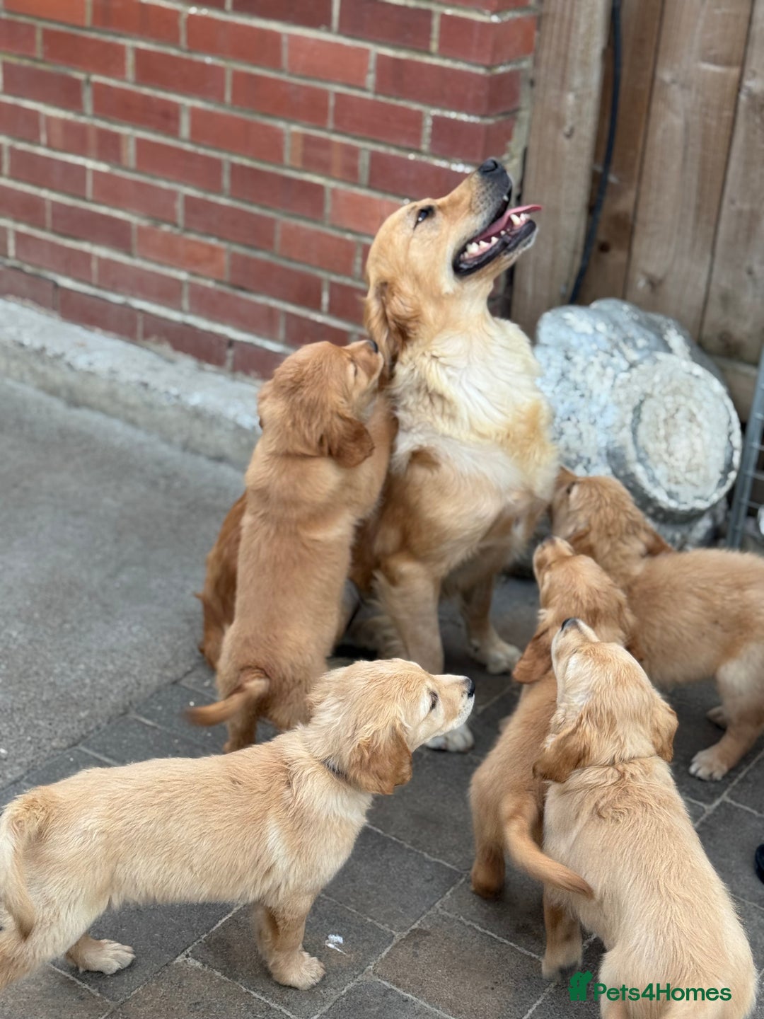 Golden Retriever dogs for sale: KC Registered Golden Retrievers puppies. - Image 11