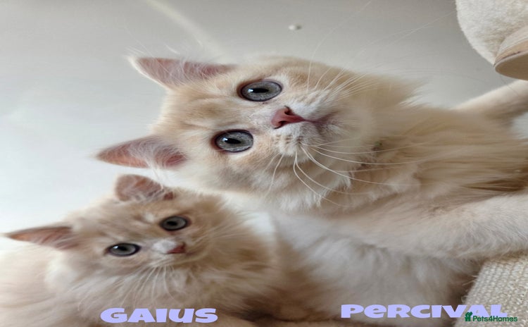 British Shorthair cats - Advert 3