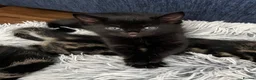 American Shorthair cats for sale: 6 Kittens - Advert 6