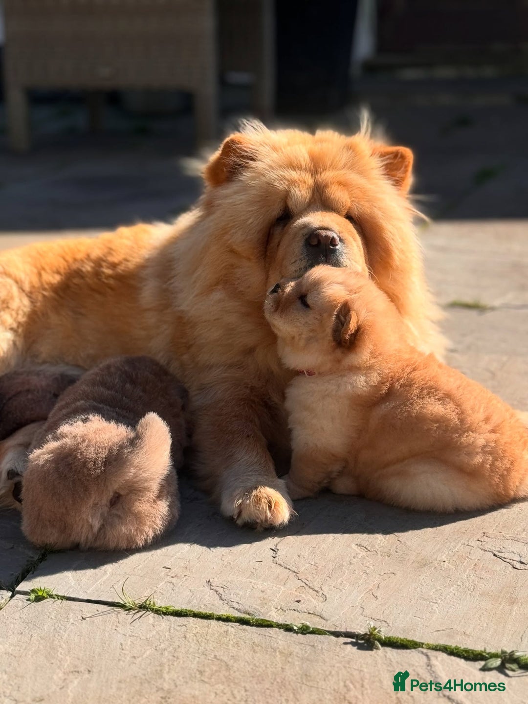 Chow Chow dogs for sale: Adorable Chow Chow Puppies for Sale. - Image 3