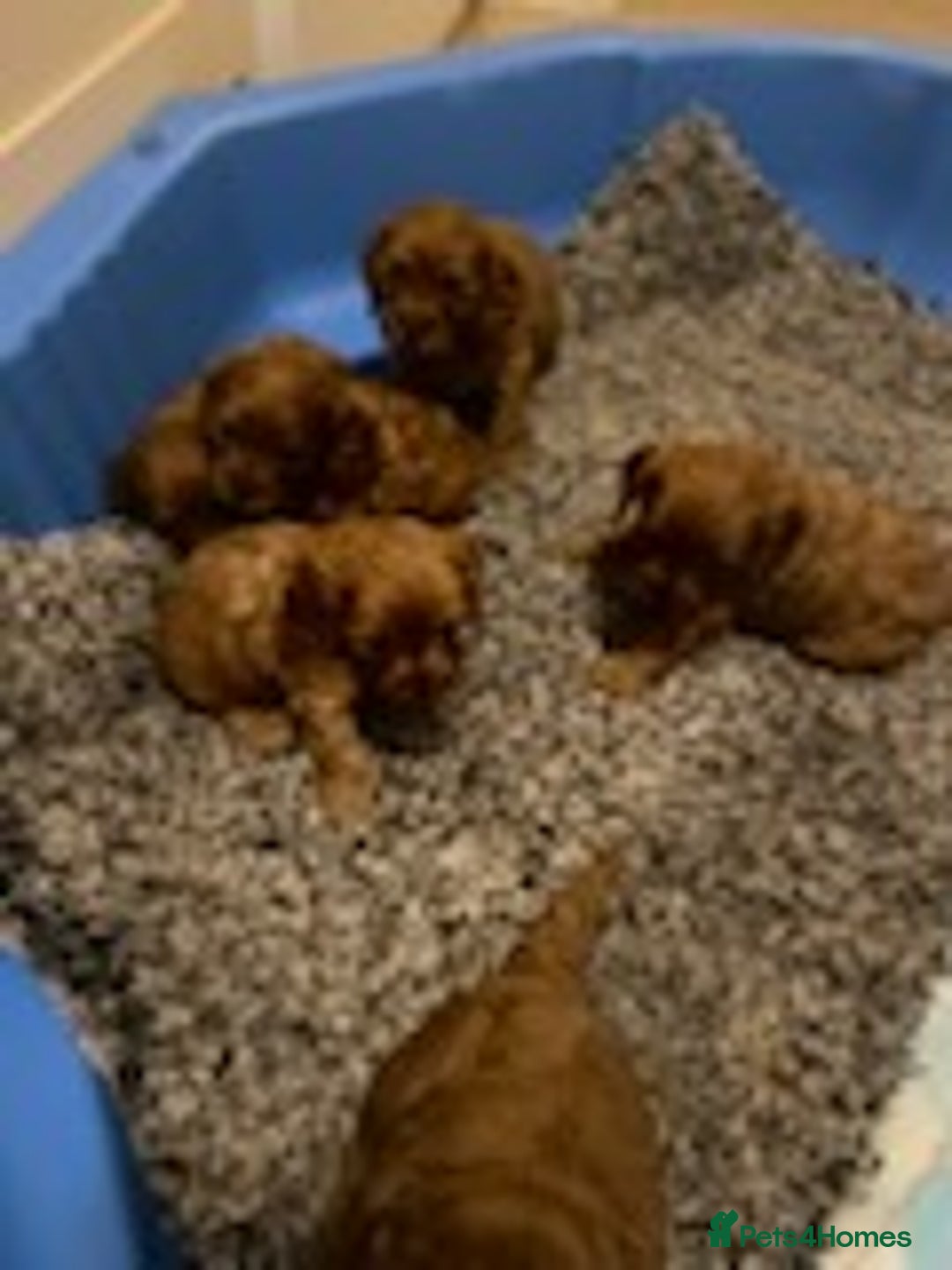 Cavapoo dogs for sale: Red cavapoo babies, both parent DNA tested - Image 6