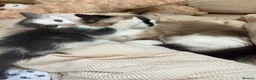 Ragdoll cats for sale: Beautiful Grey & White Ragdoll Kitten  - Advert 19
