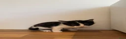 Mixed Breed cats for sale: 5 Adorable Mixed Breed Kittens  - Advert 7