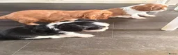 Cavalier King Charles Spaniel dogs for sale: Beautiful Cavalier King Charles Spaniel Puppies! - Advert 4