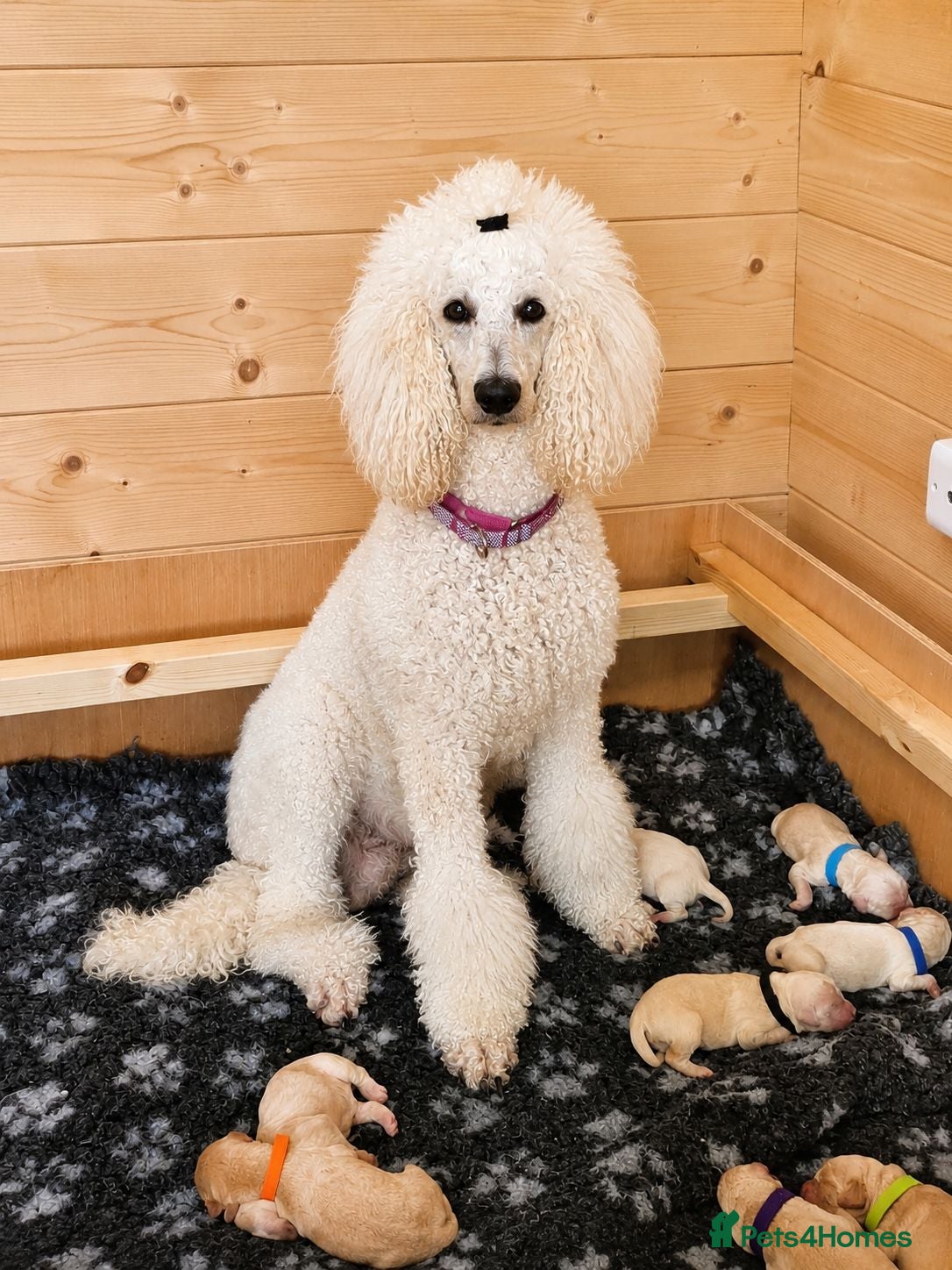 Goldendoodle dogs Exceptional F1 Goldendoodle Puppies - Advert 2