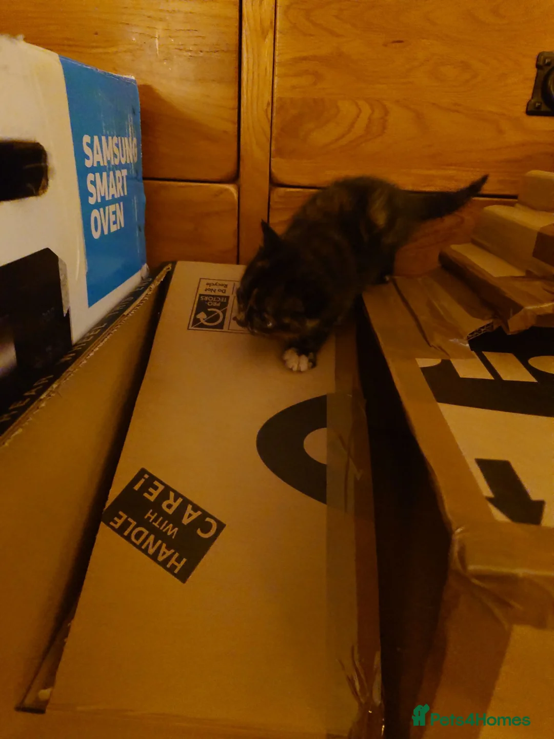 Mixed Breed cats for sale: 2 remaining kittens, looking for forever homes - Advert 27