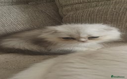 Scottish Fold cats for sale: Scottish Fold Kittens ( Delivery available) - Advert 11