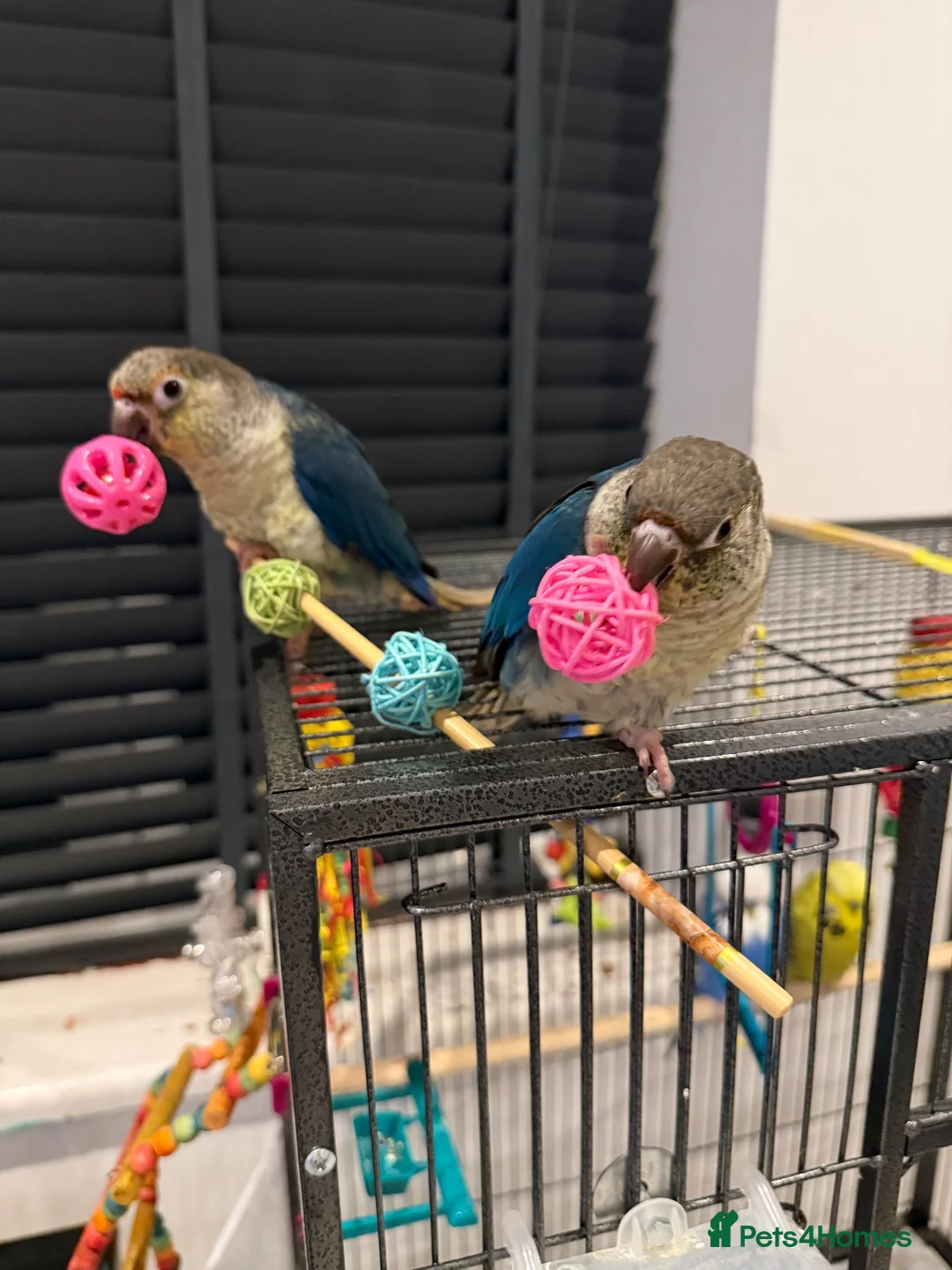 Conures birds for sale: Two Gorgeous, Tame Baby Green Cheek Conures ❤️ in Stockport - Advert 1