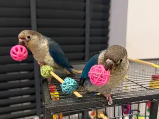 Conures birds NOW SOLD. Gorgeous, Tame Green Cheek Conures ❤️ - Advert 1