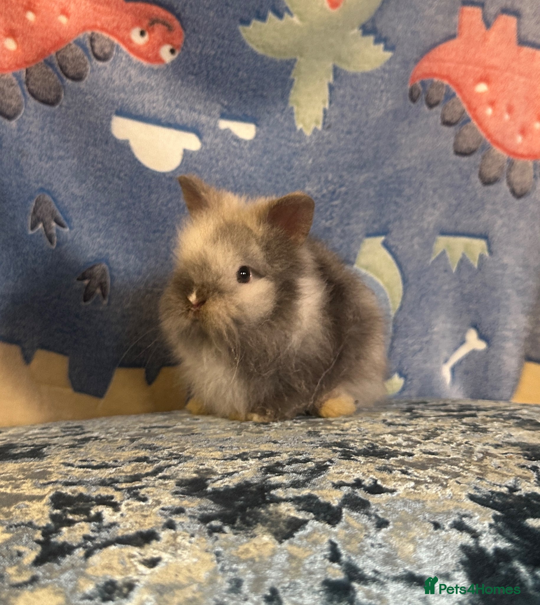 Lionhead rabbits 1 left Adorable double mane lionhead baby bunnies  - Advert 2