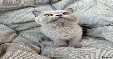 British Shorthair cats Ready British Shorthair Chunky Kittens - Advert 3