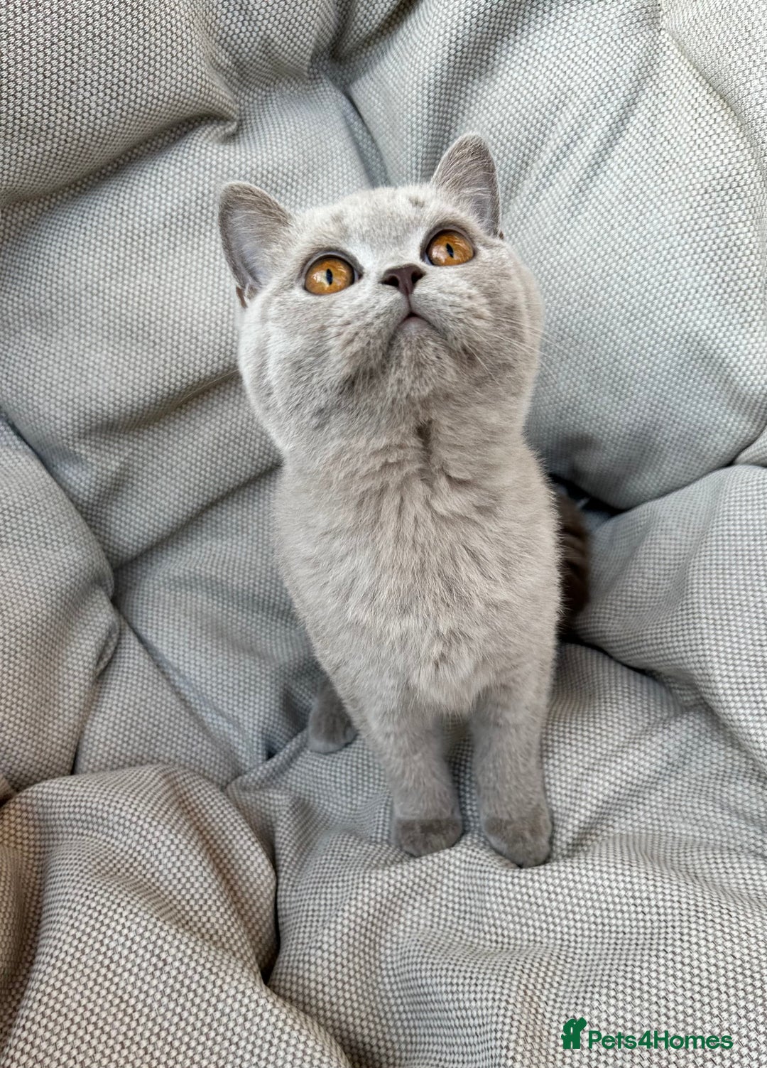 British Shorthair cats for sale: Ready British Shorthair Chunky Kittens - Image 4