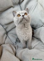 British Shorthair cats Ready British Shorthair Chunky Kittens - Advert 3