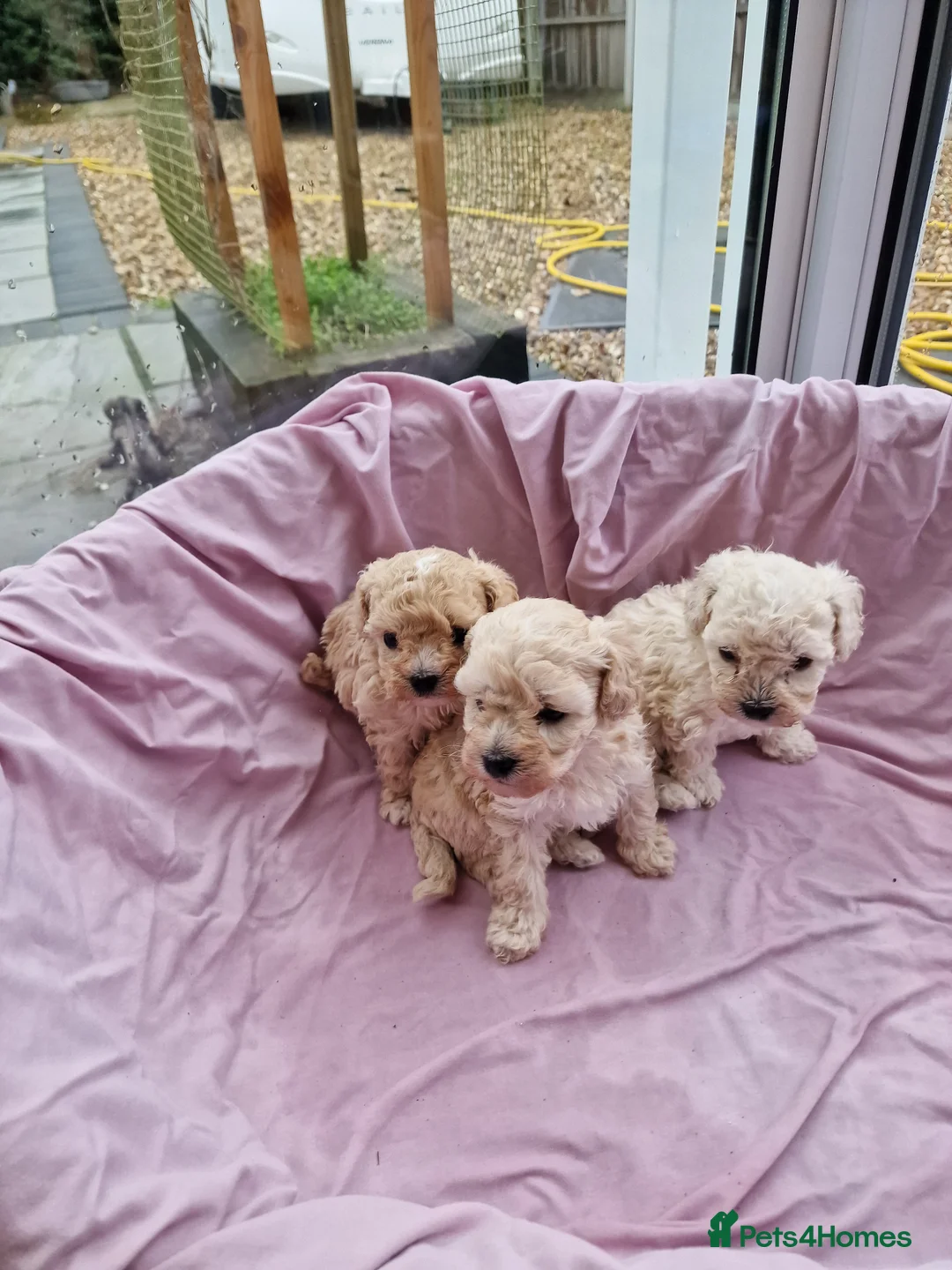 Maltipoo dogs for sale: 2x champion bloodline maltipoos - Advert 2