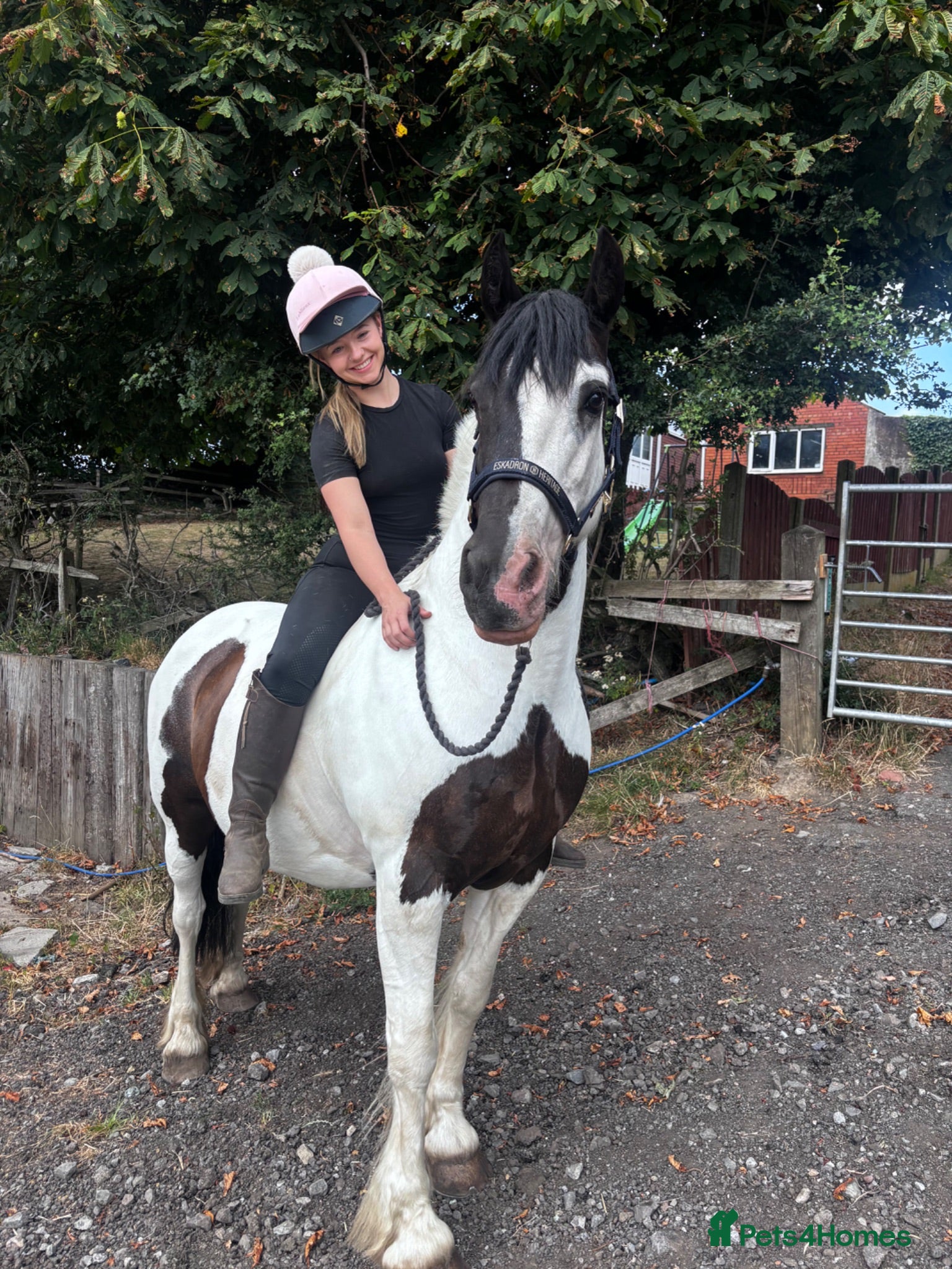 Welsh Section D horses Registered part bred Welsh D x Cob - Advert 23