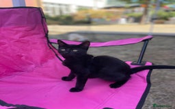 Mixed Breed cats for sale: Farm kittens - Image 5